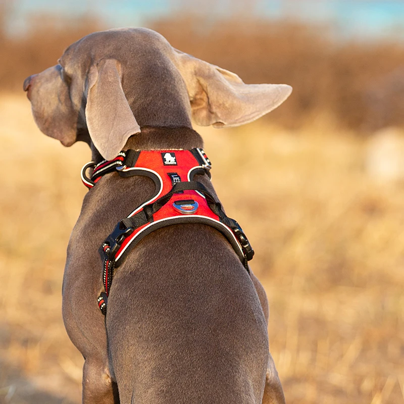 Truelove tali kekang anjing ni - Reflective Jacket Running ulasan dan harga